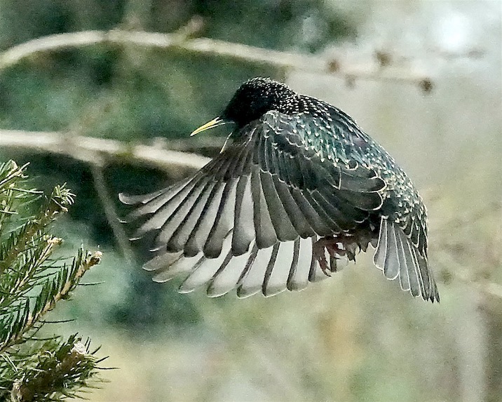 starling